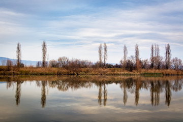 Fototapeta na wymiar Trees in winter on a lakeside in burgenland