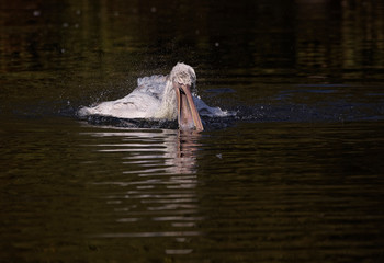 Fototapeta premium Pélican frisé