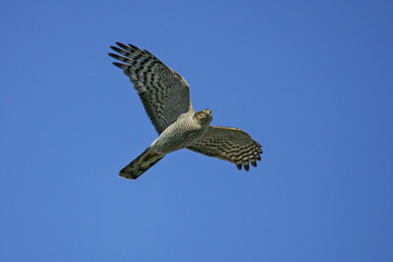 Eurasian Sparrowhawk (Accipiter nisus), female flying in blue sky, Rügen, Mecklenburg-Western Pomerania, Germany