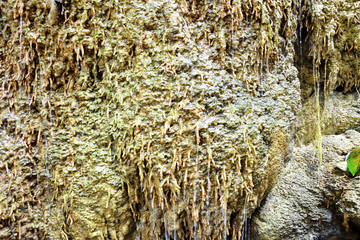 Moss, lichen and small life