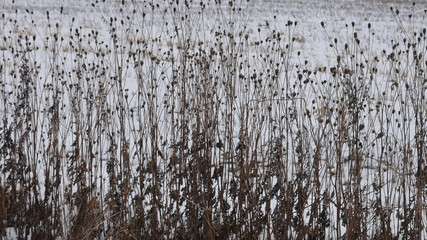 冬の枯草
