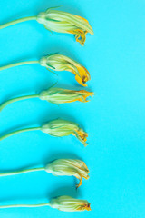 Zucchini flowers over colorful background. Yellow flowers over blue background. Zucchini Flowers. Abstract nature background.