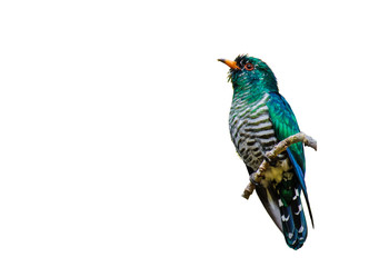 Asian Emerald Cuckoo on branch on white background.