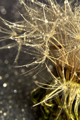 dandelion close-up with drops of water on a background with bokeh