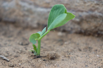 Growing stage of plant and seed