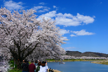 白石川一目千本桜。大河原　宮城　日本。４月中旬。