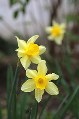 Beautiful Daffodils (Narcissus)