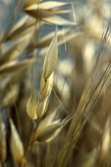  oats close-up in the sun