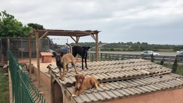 perros encima de un tejado al lado de la carretera