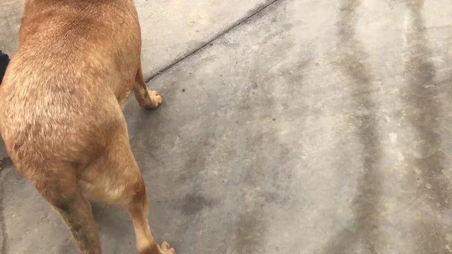 video en rotacion mostrando bonita cara de perro