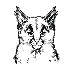 Caracal baby tabby, wild cat t-shirt print, isolated monochrome design, hand drawn illustration. Wild cat vector caracal caracal with tufted ears. Hunting season, wildlife feline portrait sketch