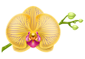 Orchid branch. Vector illustration.