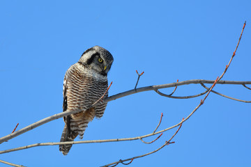 Northern Hawk Owl