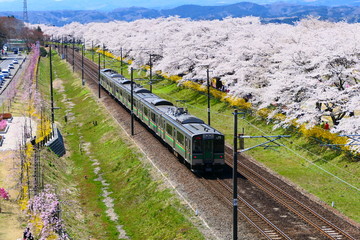 白石川一目千本桜と東北本線。大河原　宮城　日本。４月中旬。