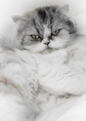 bonito gato persa