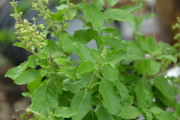 Holy basil, Sacred basil, Ocimum tenuiflorum or Ocimum sanctum. Thai basil with green leaves and small flowers,Freah Holy Basil plant