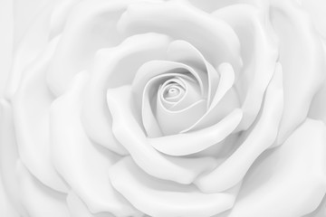 White rose large. Background light beautiful flower.