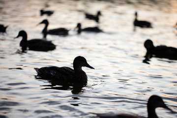 Silhouettes of ducks floating in the water.