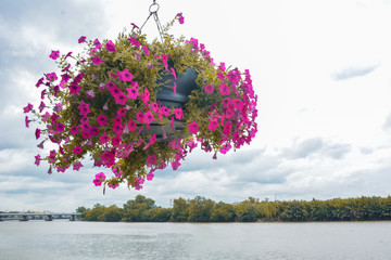 Hanging Flowers Pot Containing on The Roof,Pink  Petunias,Beautiful pink flowers in hanging pot against background of river,Petunia Flowers In Hanging Flower Pot.