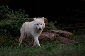 Naklejka na ściany i meble Loups blancs arctiques