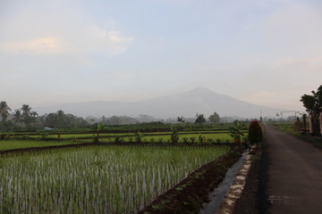 Obraz premium road in the field