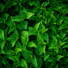 Green nettle leaves