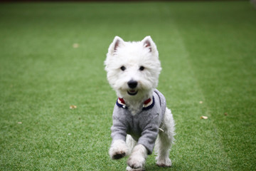 Happy puppies in a private playground	
