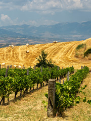 Summer landscape in Calabria, Italy, near Spezzano Albanese