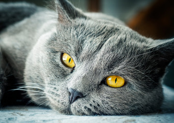 Gray british cat