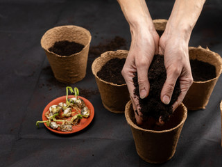 Fototapeta na wymiar Soil in the hands of women, peat flower pot.