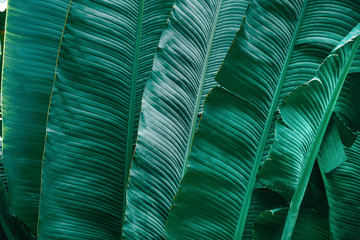 Tropical banana leaf concept, natural green banana leaf, green background in Asia and Thailand