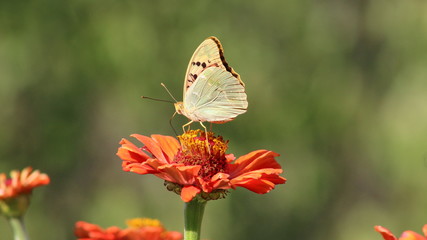 butterfly on flower