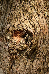 Background, wood texture of spruce