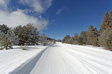 Green level ski piste with smooth snow after groomed by a ski truck in Sarikamis Turkey. Pine trees covered with snow around the road, in a day with blue and sunny sky but cold weather.
