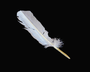 Colorful Feather with white background