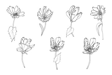 Set of hand drawn black outline flowers Chicory and leaves isolated on white. Vector stock illustration.