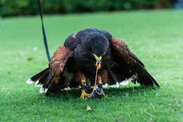 Eagle eating its prey
