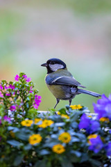 Great Tit (Parus major) adult with insect in bill sitting in blooming flowers, Heidelberg, Baden-Wuerttemberg, Germany