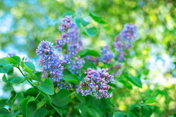 Obraz premium Lilac flowers spring blooming scene. Blue lilac bush flower on blurred green nature background.