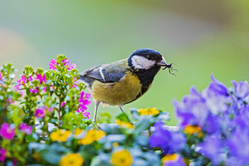 Great Tit (Parus major) adult with insect in bill sitting in blooming flowers, Heidelberg, Baden-Wuerttemberg, Germany - obrazy, fototapety, plakaty