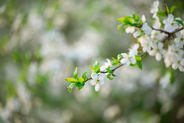 Bird Cherry Tree in White Little Blossoms. View of a blooming Sweet Bird-Cherry Tree in Spring