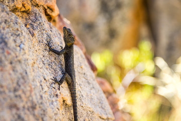 Black lizard with white dots on the head, climbing a stone, Cederberg, South Africa