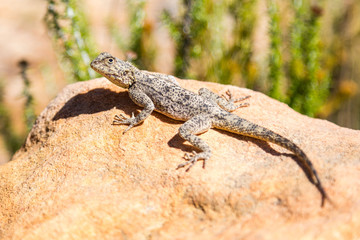 Naklejka na ściany i meble Close up of a sunbathing grey lizard with black dots, Cederberg, South Africa