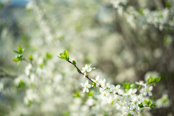 Bird Cherry Tree with White Little Blossoms. View of blooming Sweet Bird-Cherry Tree in Spring. Springtime flowers.