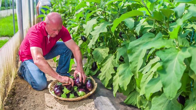 Middle-aged man placing ripe and fresh eggplants in the basket, which is on the ground