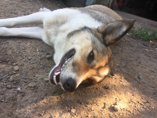 Dog, dachshund, with an inquisitive glance