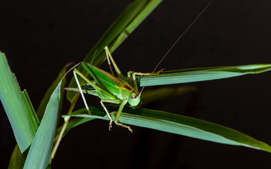 The speckled bush cricket is a species of bush-cricket common in well vegetated areas of Japan, such as woodland margins, hedgerows and gardens