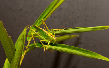 The speckled bush cricket is a species of bush-cricket common in well vegetated areas of Japan, such as woodland margins, hedgerows and gardens