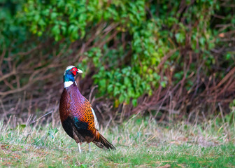 single pheasant stood