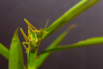 The speckled bush cricket is a species of bush-cricket common in well vegetated areas of Japan, such as woodland margins, hedgerows and gardens